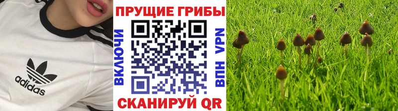 Галлюциногенные грибы Psilocybine cubensis продажа наркотиков Чёрмоз